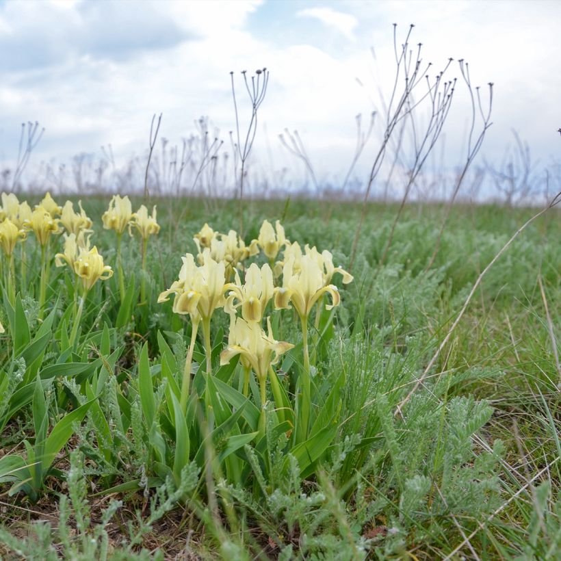 Kääpiökurjenmiekka Jaune (Kasvutapa)