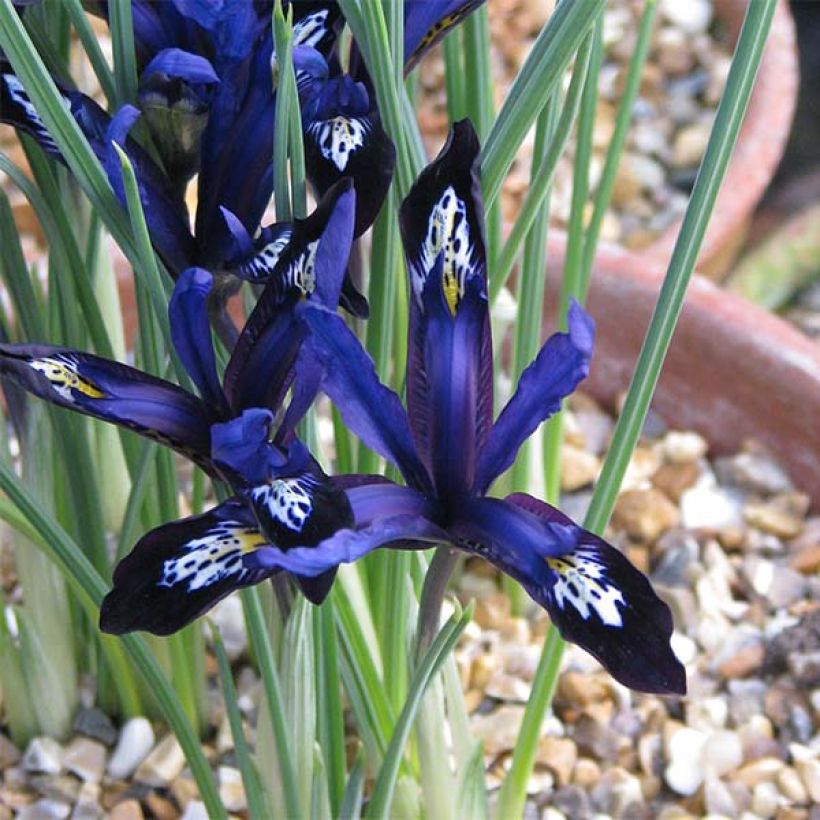 Kevätkurjenmiekka Blue Note (Kukinta)