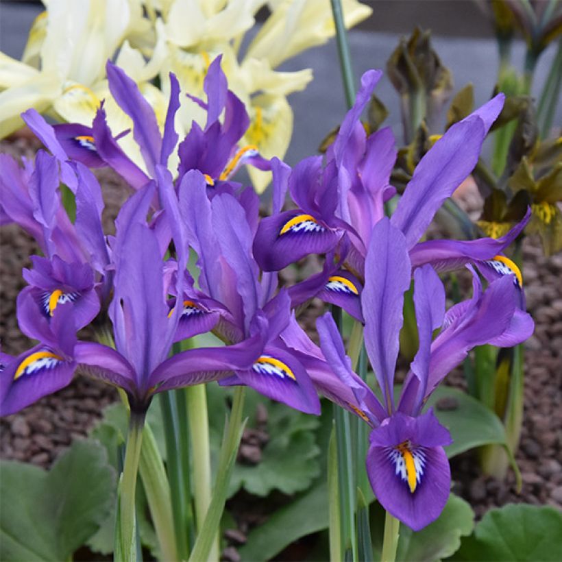 Kevätkurjenmiekka Scent Sational (Kukinta)