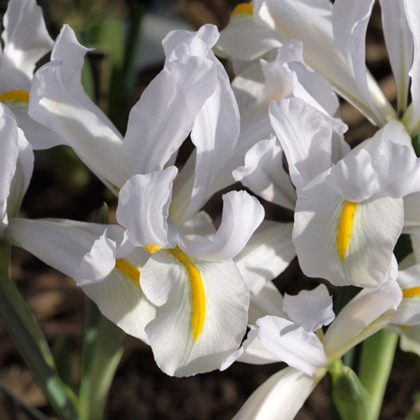 Kevätkurjenmiekka White Caucasus (Kukinta)