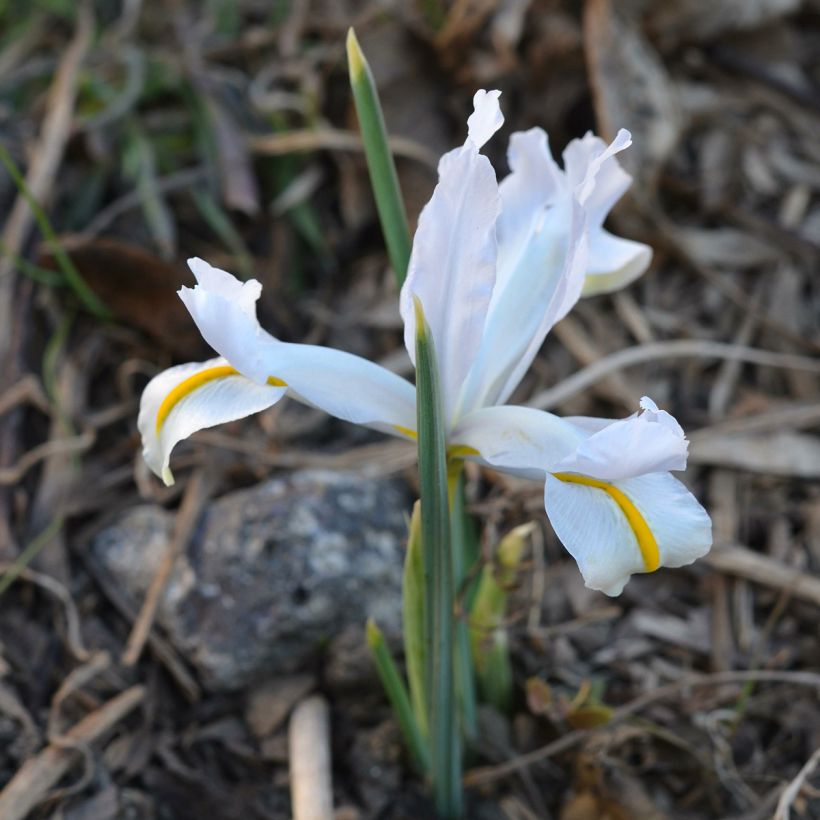 Kevätkurjenmiekka White Caucasus (Kasvutapa)