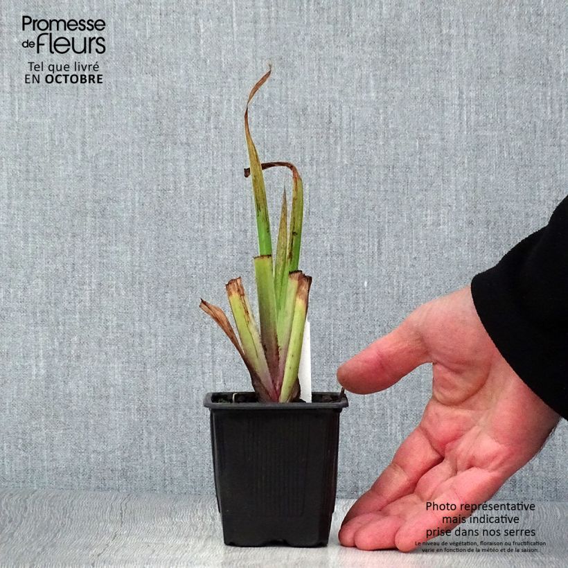Esimerkki syksyllä toimitetusta Kurjenmiekka Dark Aura 8/9 cm taimiruukku-taimesta