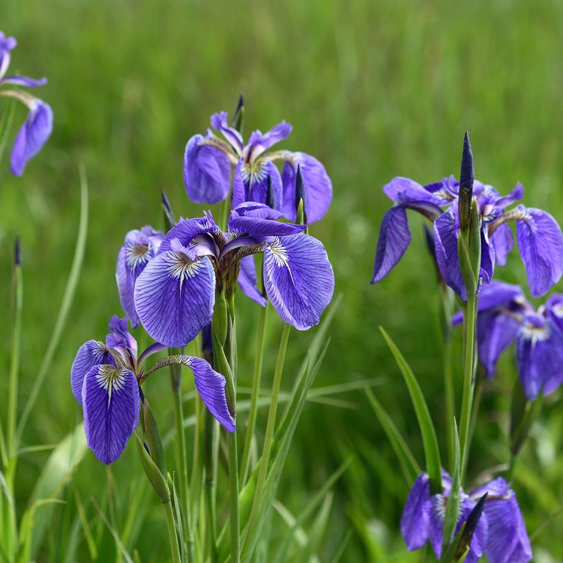 Kaunokurjenmiekka - Iris setosa (Kasvutapa)