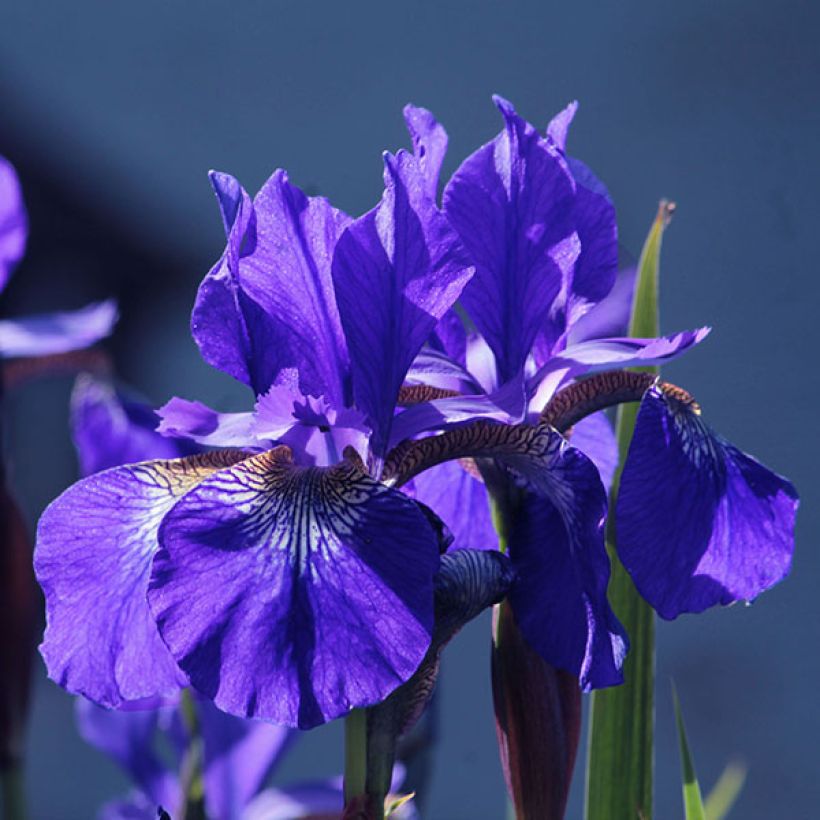 Siperiankurjenmiekka Blue King (Kukinta)