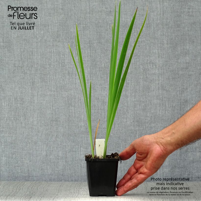 Esimerkki kesällä toimitetusta Siperiankurjenmiekka Perry's Blue 8/9 cm taimiruukku-taimesta