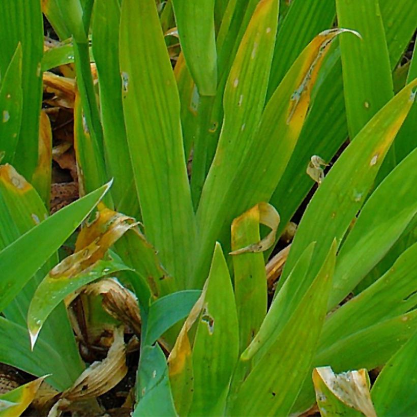 Kurjenmiekka - Iris tectorum (Lehvistö)