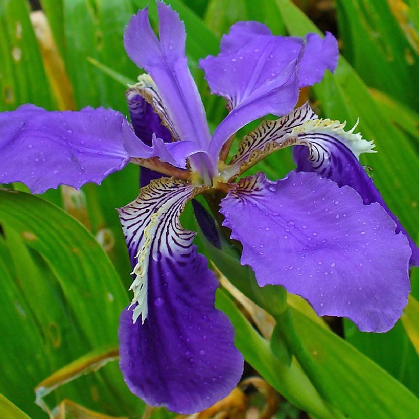 Kurjenmiekka - Iris tectorum (Kukinta)