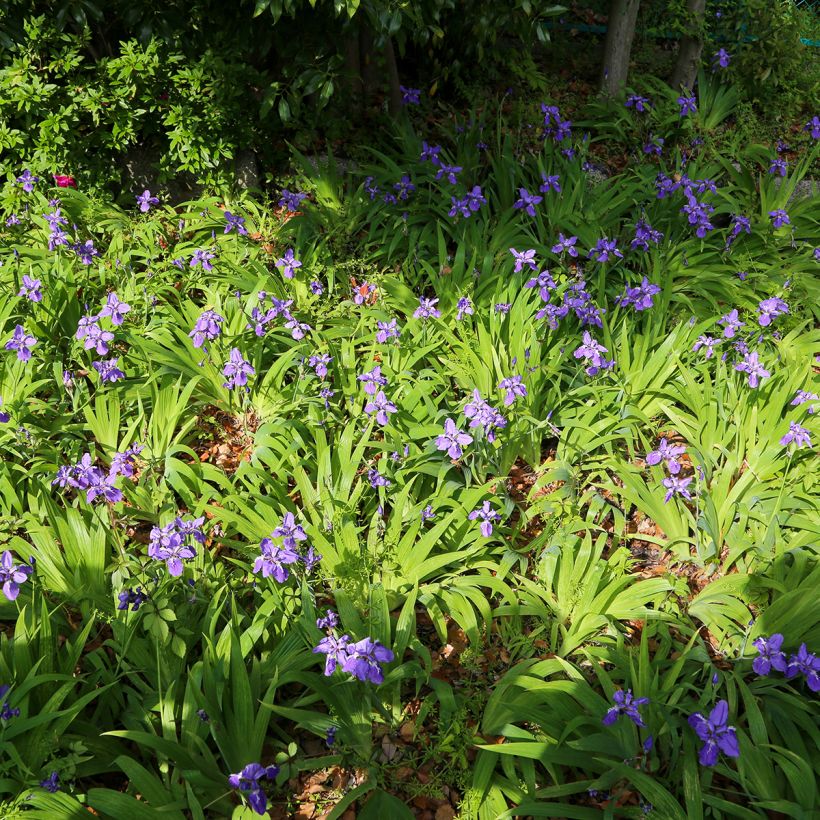 Kurjenmiekka - Iris tectorum (Kasvutapa)