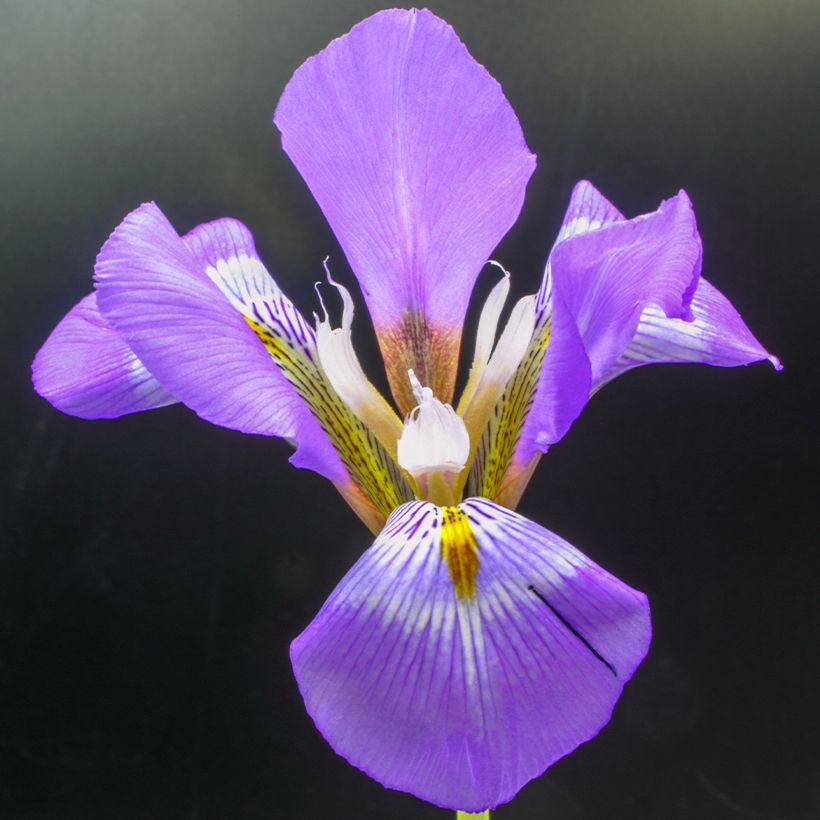 Kurjenmiekka - Iris unguicularis (Kukinta)