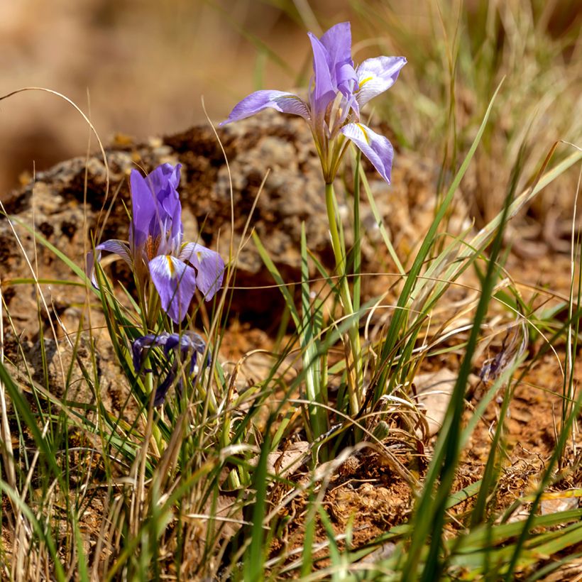 Kurjenmiekka - Iris unguicularis (Kasvutapa)