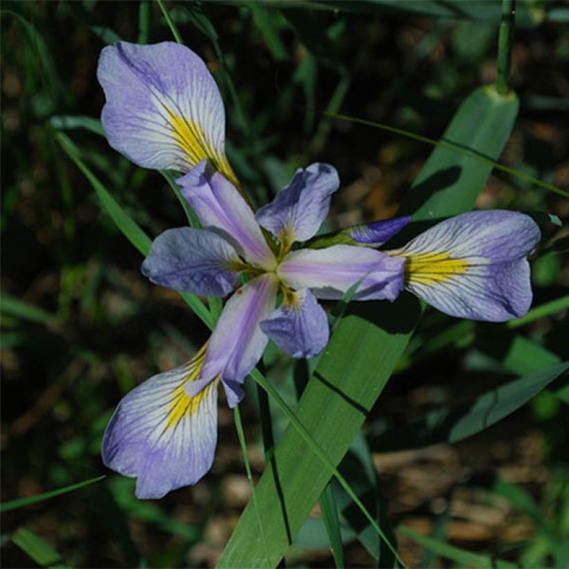 Kirjokurjenmiekka - Iris versicolor (Kukinta)