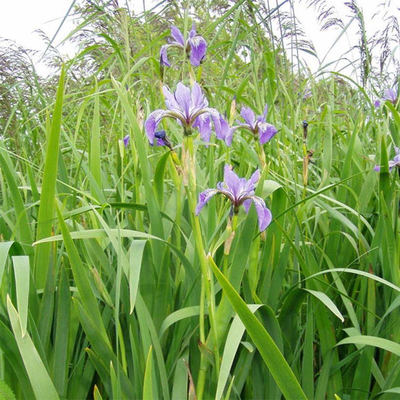 Kirjokurjenmiekka - Iris versicolor (Kasvutapa)