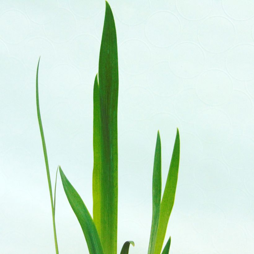 Kirjokurjenmiekka - Iris versicolor (Lehvistö)