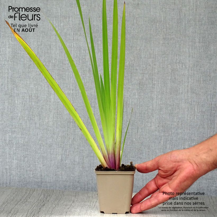 Esimerkki kesällä toimitetusta Kirjokurjenmiekka - Iris versicolor 8/9 cm taimiruukku-taimesta