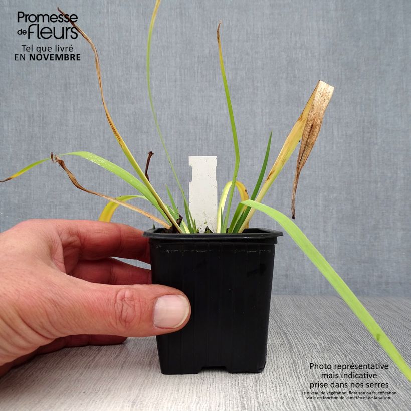 Esimerkki syksyllä toimitetusta Kirjokurjenmiekka - Iris versicolor 8/9 cm taimiruukku-taimesta