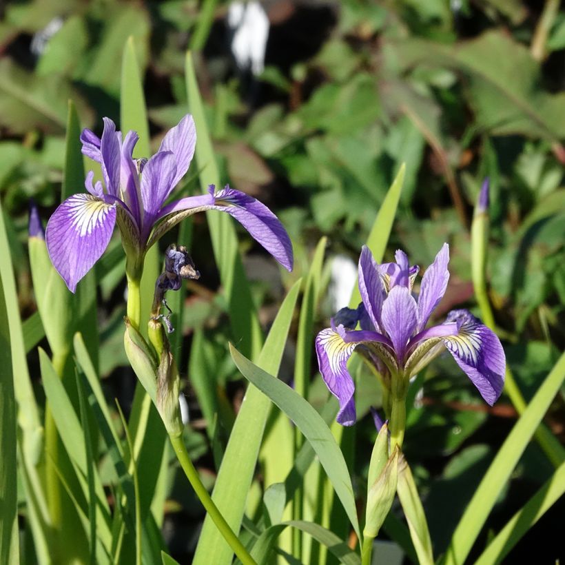 Kirjokurjenmiekka Variegata (Kukinta)