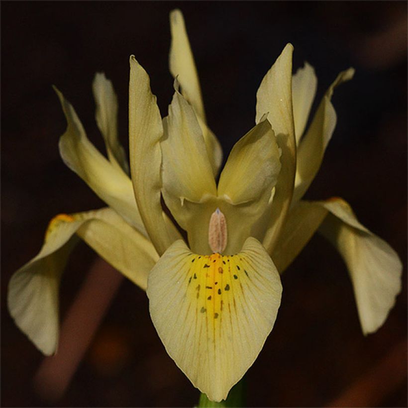 Kevätkurjenmiekka - Iris winogradowii (Kukinta)