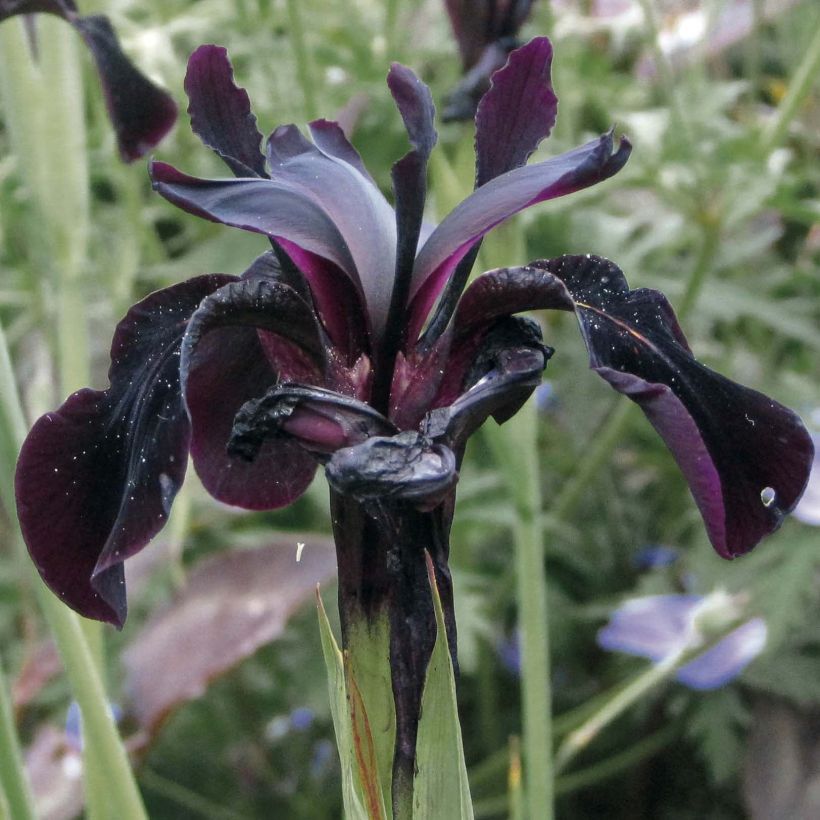 Sysikurjenmiekka Black Knight (Kukinta)