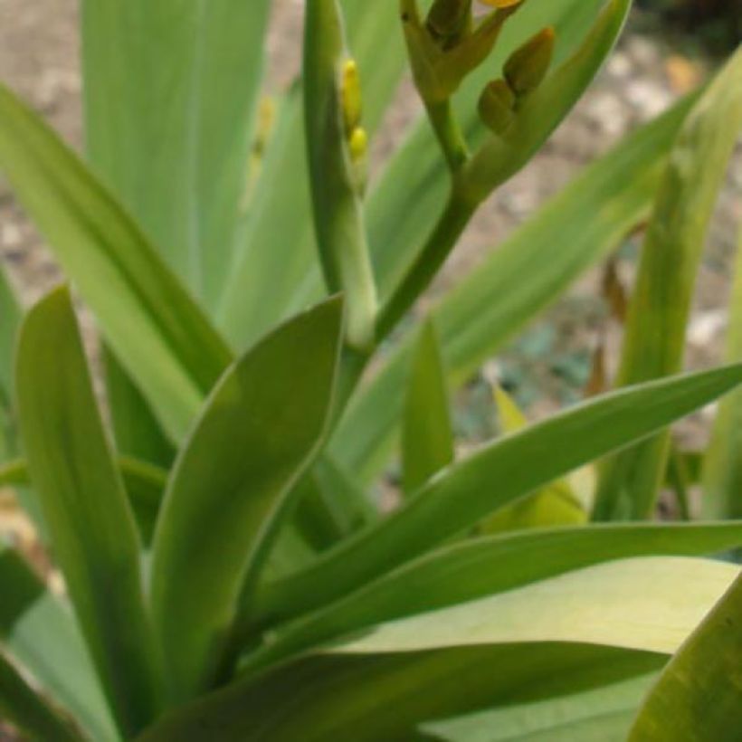 Leopardikurjenmiekka - Belamcanda chinensis (Lehvistö)