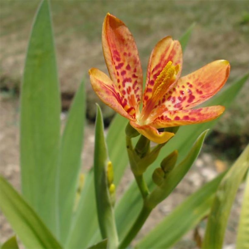 Leopardikurjenmiekka - Belamcanda chinensis (Kukinta)