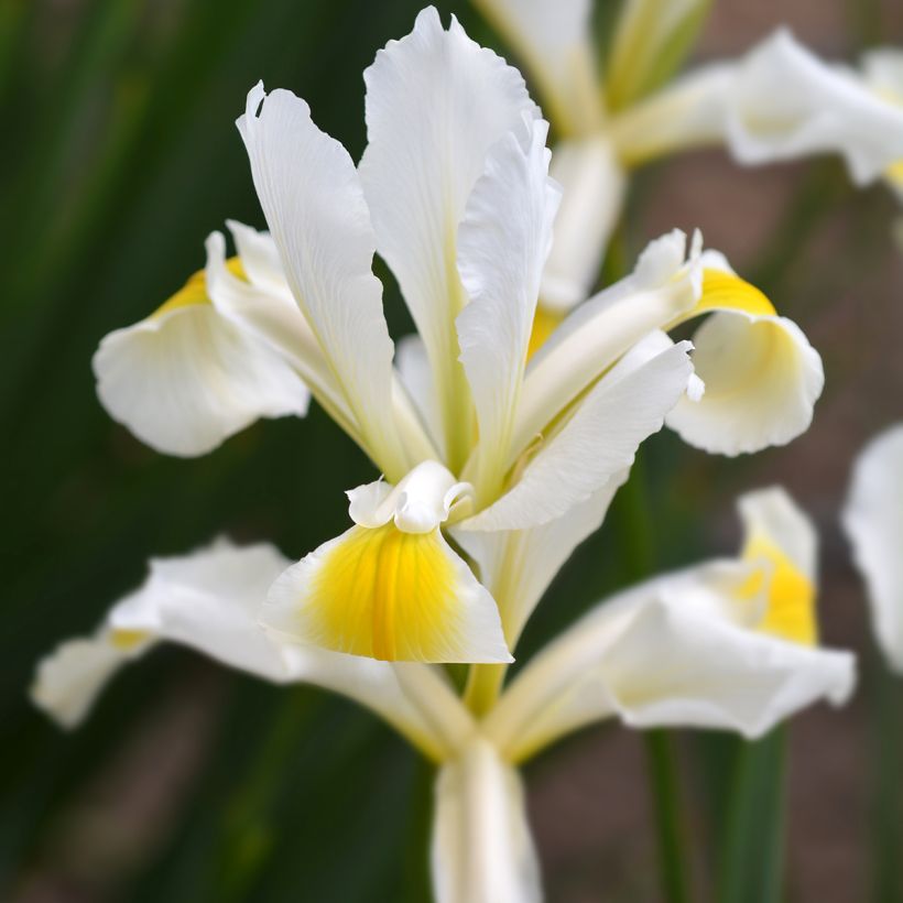 Iris ochroleuca (orientalis) (Kukinta)
