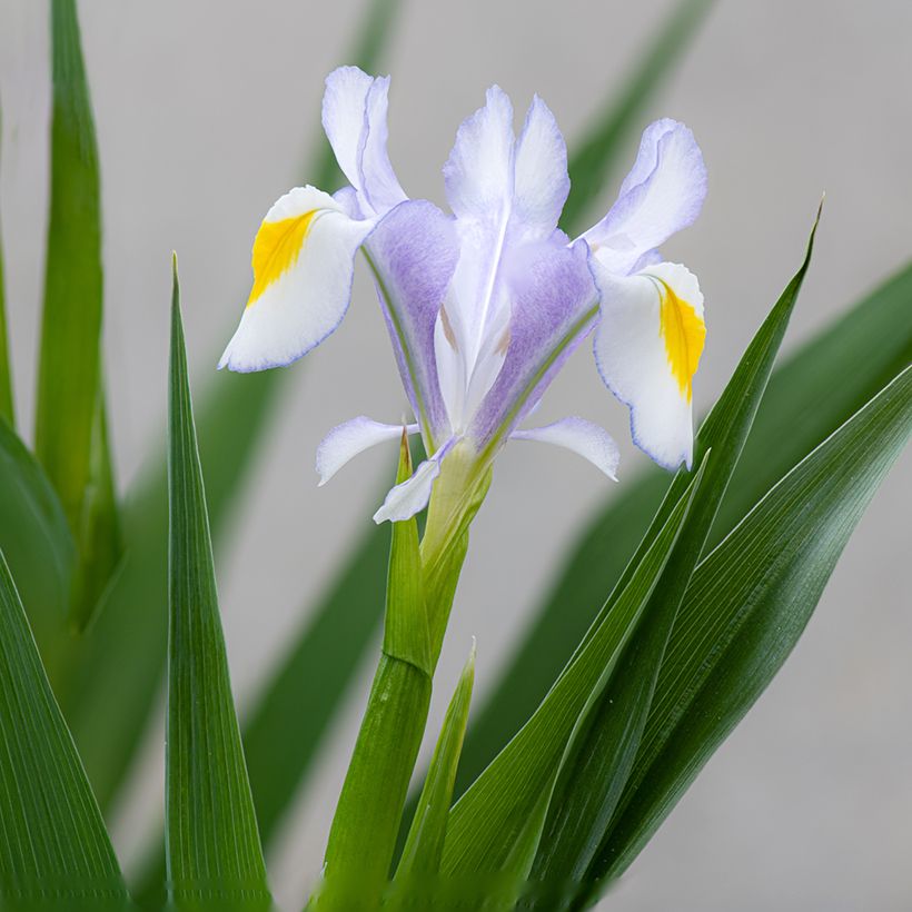 Kurjenmiekka - Iris magnifica (Kukinta)