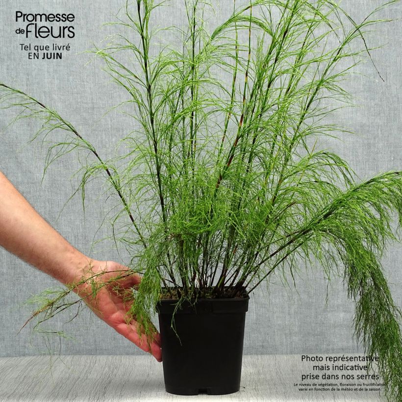 Esimerkki kesällä toimitetusta Ischyrolepis subverticillata Ruukku 2L / 3L-taimesta