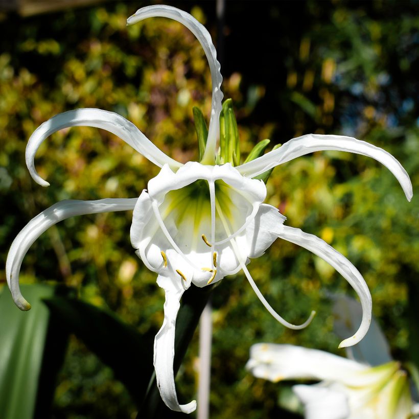 Lukinlilja Blanche (Kukinta)