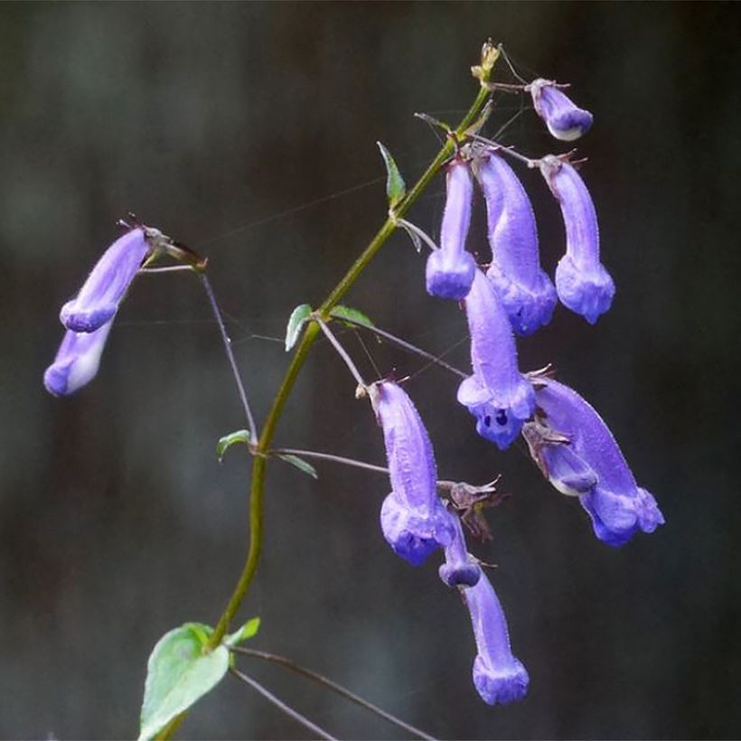 Isodon effusus (Kukinta)