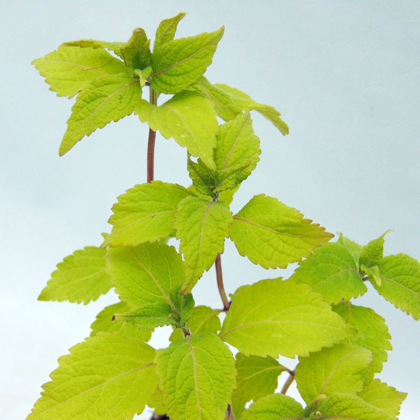Isodon longituba (Lehvistö)