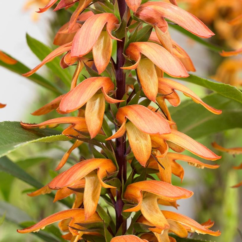 Isoplexis isabelliana Bella (Kukinta)