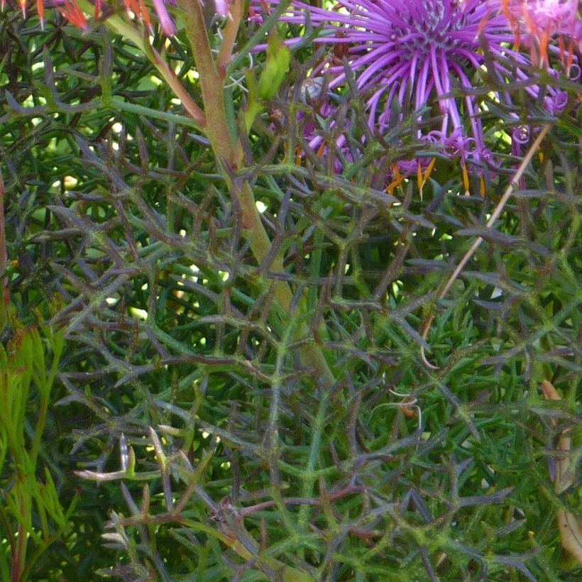 Isopogon formosus (Lehvistö)