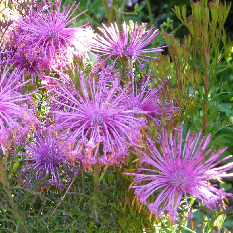 Isopogon formosus (Kukinta)