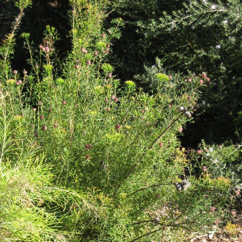 Isopogon formosus (Kasvutapa)