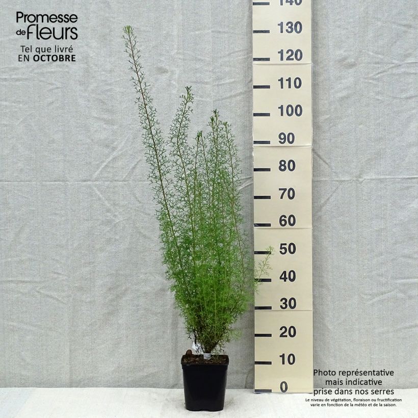Esimerkki syksyllä toimitetusta Isopogon formosus 3 litran/4 litran ruukku-taimesta