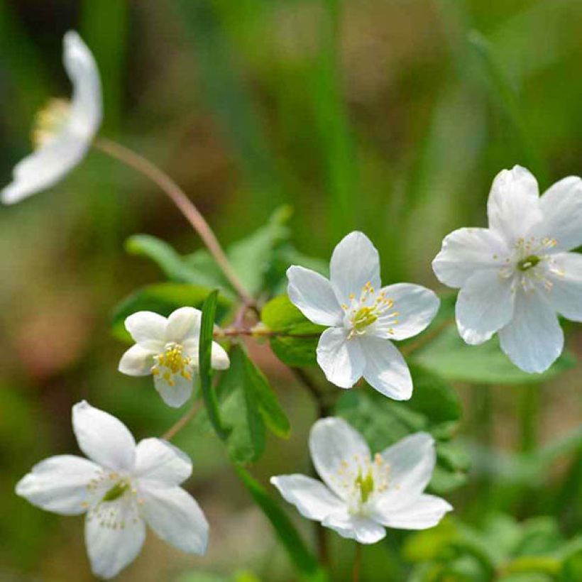 Isopyrum thalictroides (Kukinta)