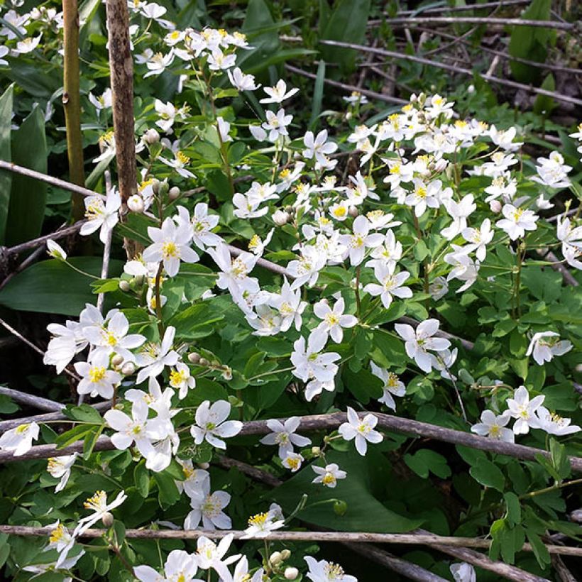 Isopyrum thalictroides (Kasvutapa)