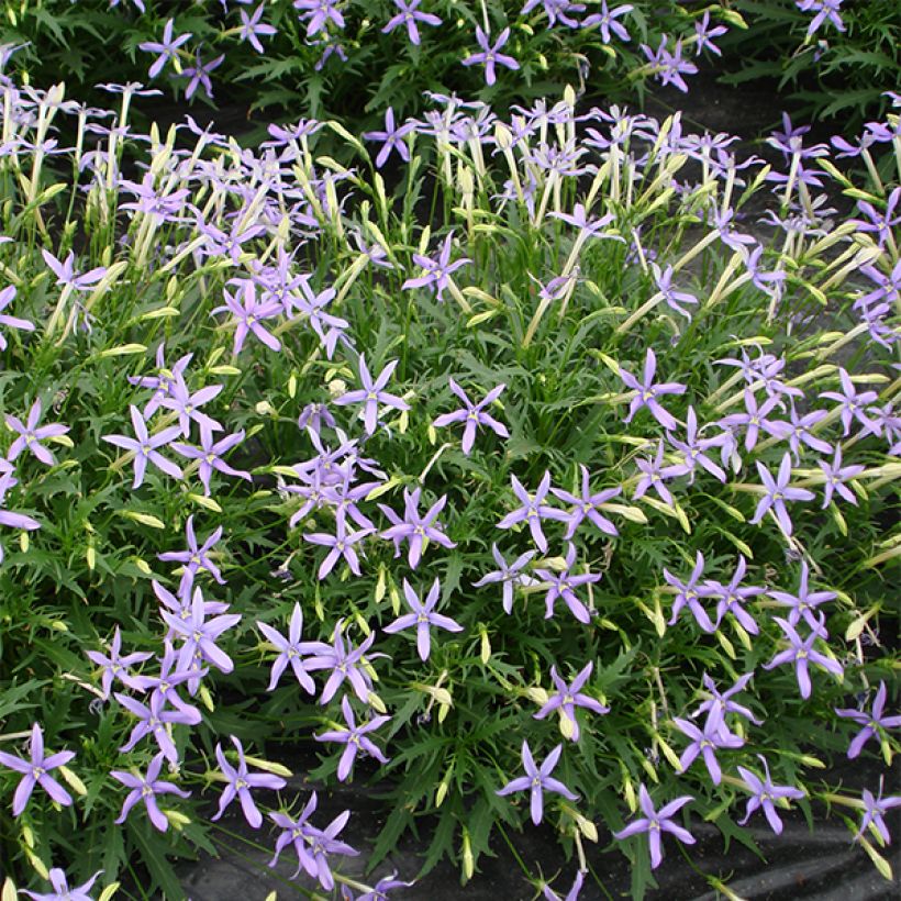 Tähtilobelia Tristar Deep Blue (Kukinta)