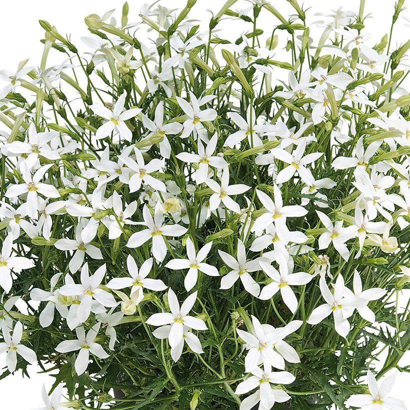Tähtilobelia Wendy's White (Kukinta)