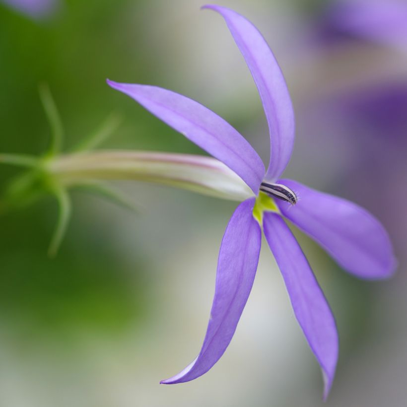 Tähtilobelia Stella Blue (Kukinta)