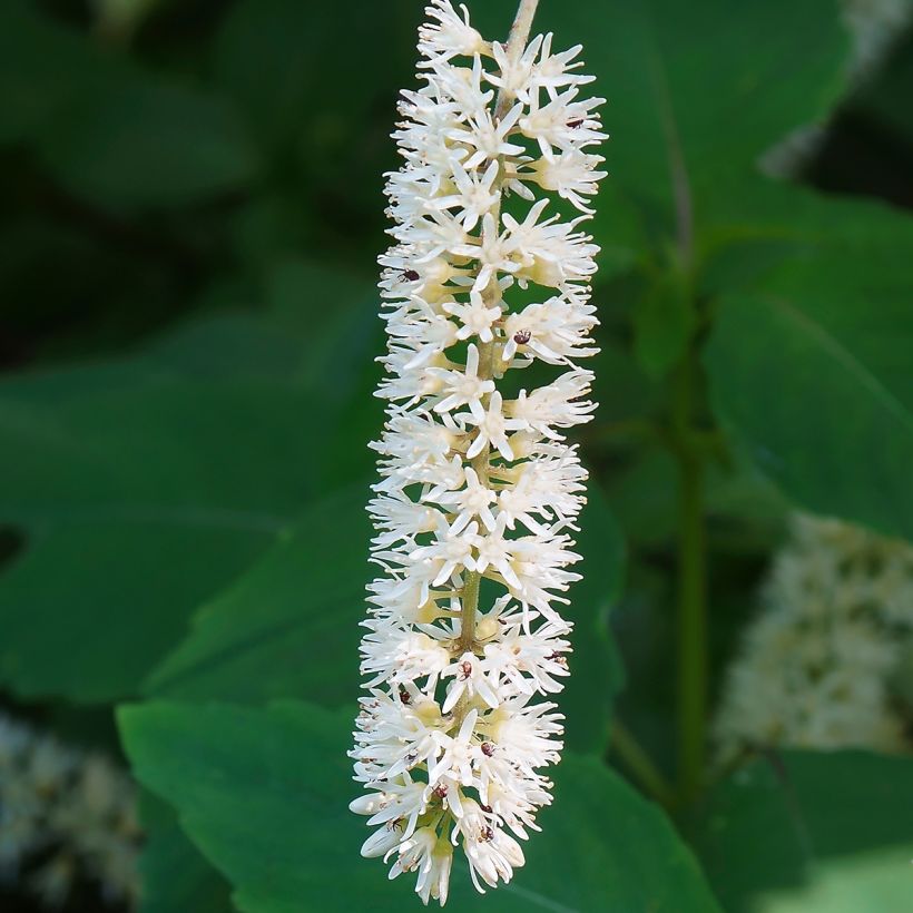 Itea virginica Love Child (Kukinta)