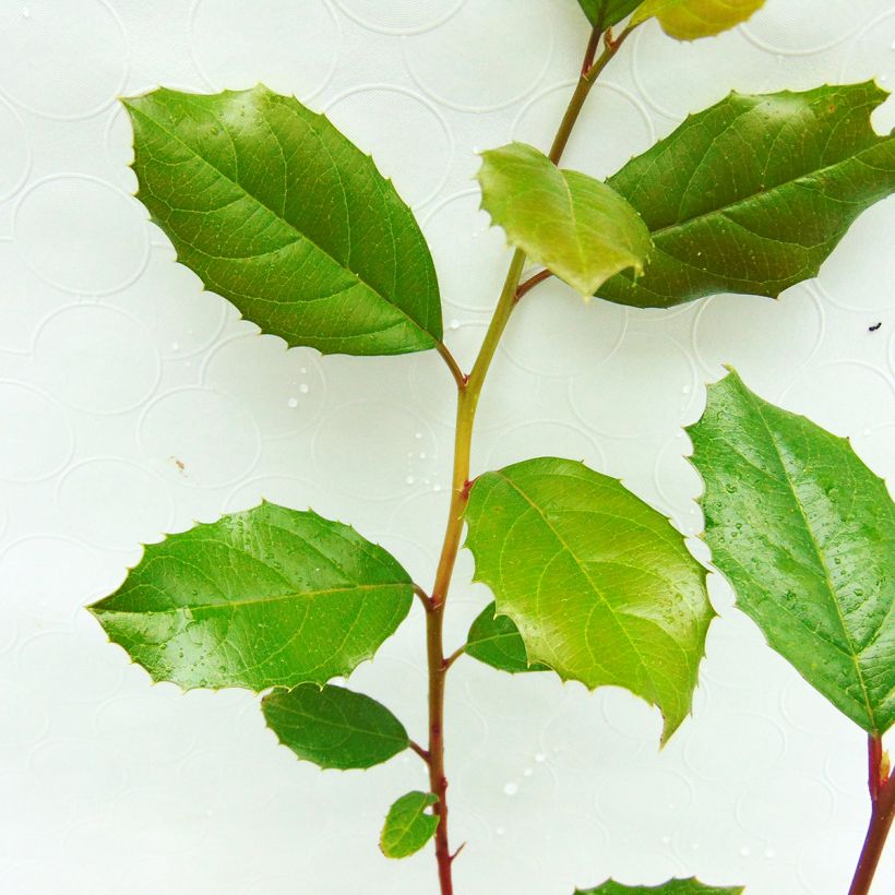 Itea ilicifolia (Lehvistö)