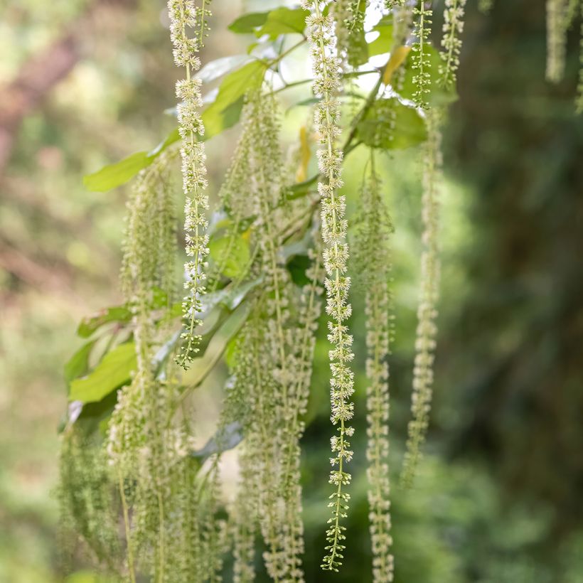Itea ilicifolia (Kukinta)