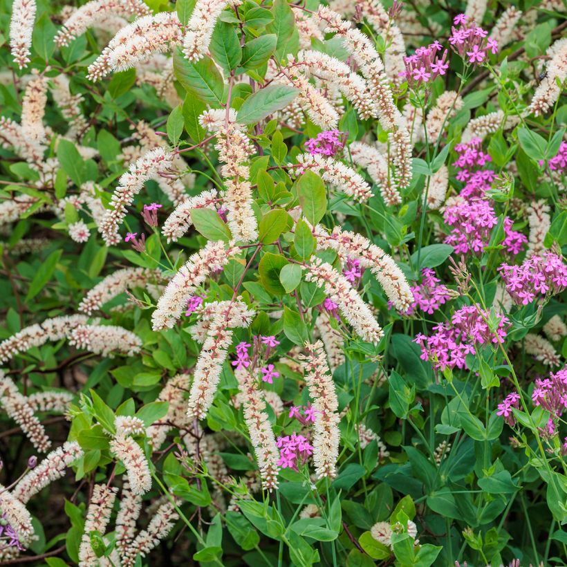 Itea virginica (Kukinta)