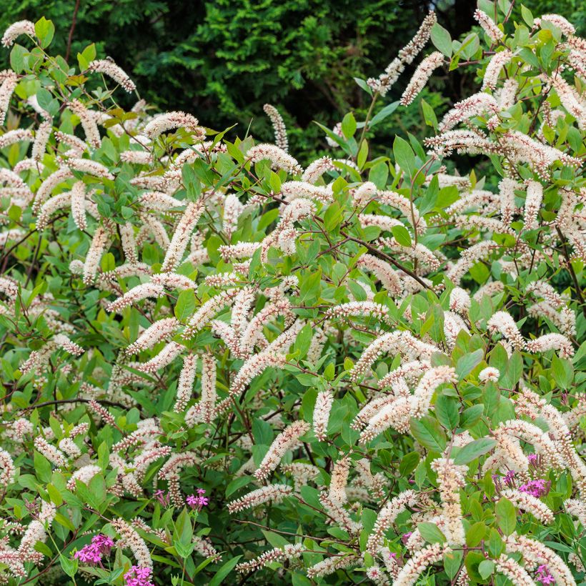 Itea virginica (Kasvutapa)