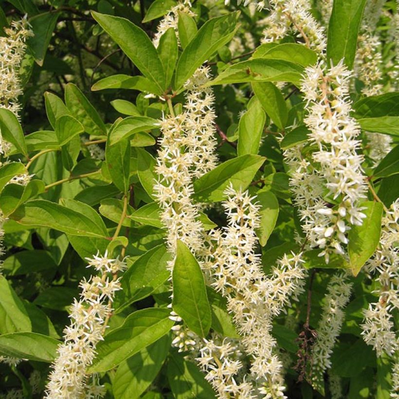 Itea virginica Little Henry (Kukinta)