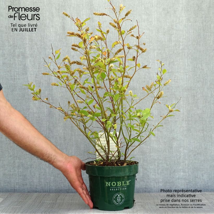 Esimerkki kesällä toimitetusta Itea virginica Little Henry Pot de 3L/4L-taimesta