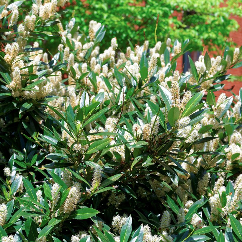 Itea virginica Little Henry (Lehvistö)