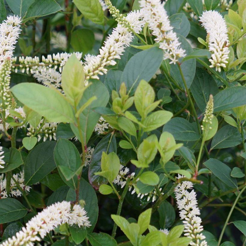 Itea virginica Scentlandia (Lehvistö)