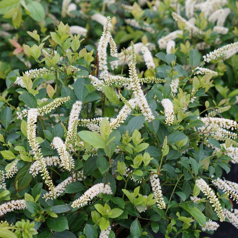 Itea virginica Scentlandia (Kukinta)